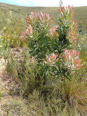 Protea neriifolia
