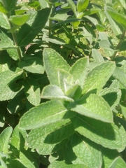Mentha suaveolens