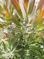 Protea neriifolia