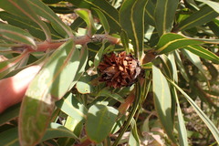 Protea neriifolia