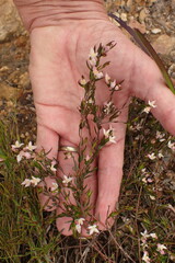 Lachnaea burchellii