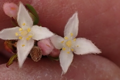 Lachnaea burchellii