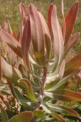 Protea neriifolia