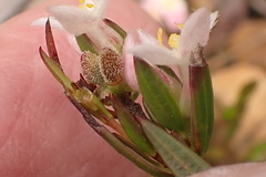 Lachnaea burchellii