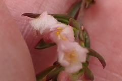 Lachnaea burchellii