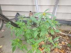 Bidens vulgata