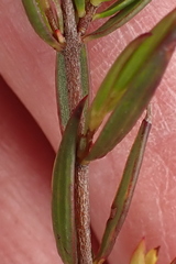 Lachnaea burchellii