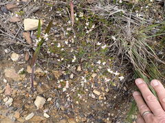 Lachnaea burchellii