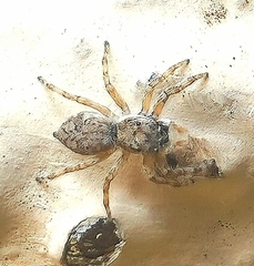 Menemerus
