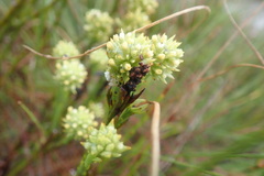 Thesium spicatum