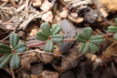 Indigofera sp19b