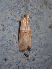 Acrobasis tumidana