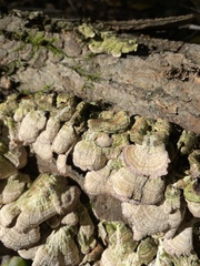 Trichaptum abietinum