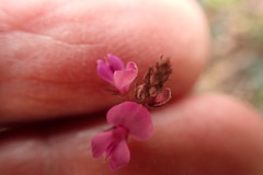 Indigofera sp19b