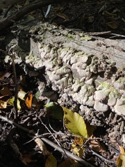 Trichaptum abietinum