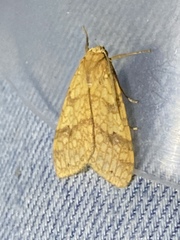 Lophocampa catenulata