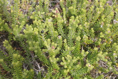 Phylica axillaris maritima