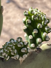 Opuntia quimilo