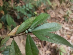 Litsea rotundifolia
