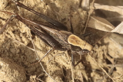Platycleis grisea
