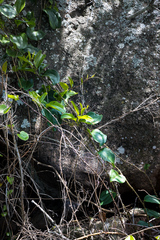 Smilax anceps