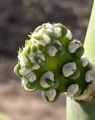 Opuntia quimilo
