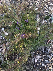 Thysanotus multiflorus