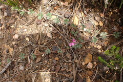 Indigofera sp19b