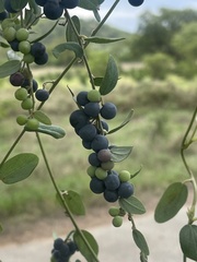 Cocculus hirsutus