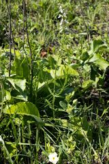 Stachys nigricans