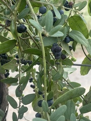 Cocculus hirsutus