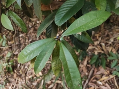 Litsea rotundifolia