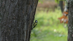 Parus major