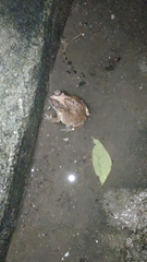 Duttaphrynus melanostictus