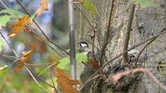Parus major