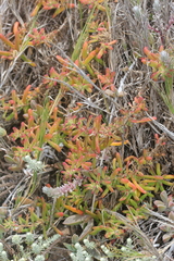 Tetragonia fruticosa