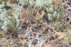 Delosperma litorale