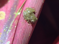 Pristimantis cruentus