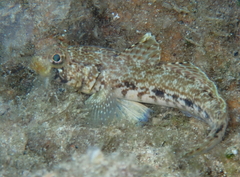 Gobius geniporus