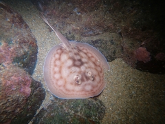 Urobatis concentricus