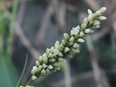 Persicaria barbata