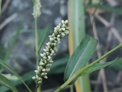 Persicaria barbata