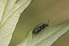 Psylliodes chrysocephala