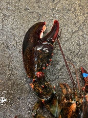 Homarus americanus