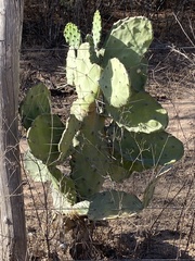 Opuntia quimilo