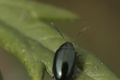 Psylliodes chrysocephala