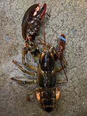 Homarus americanus