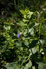 Thunbergia natalensis