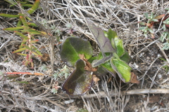 Solanum africanum