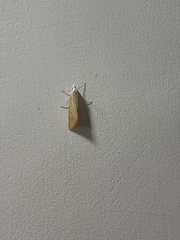 Scirpophaga
